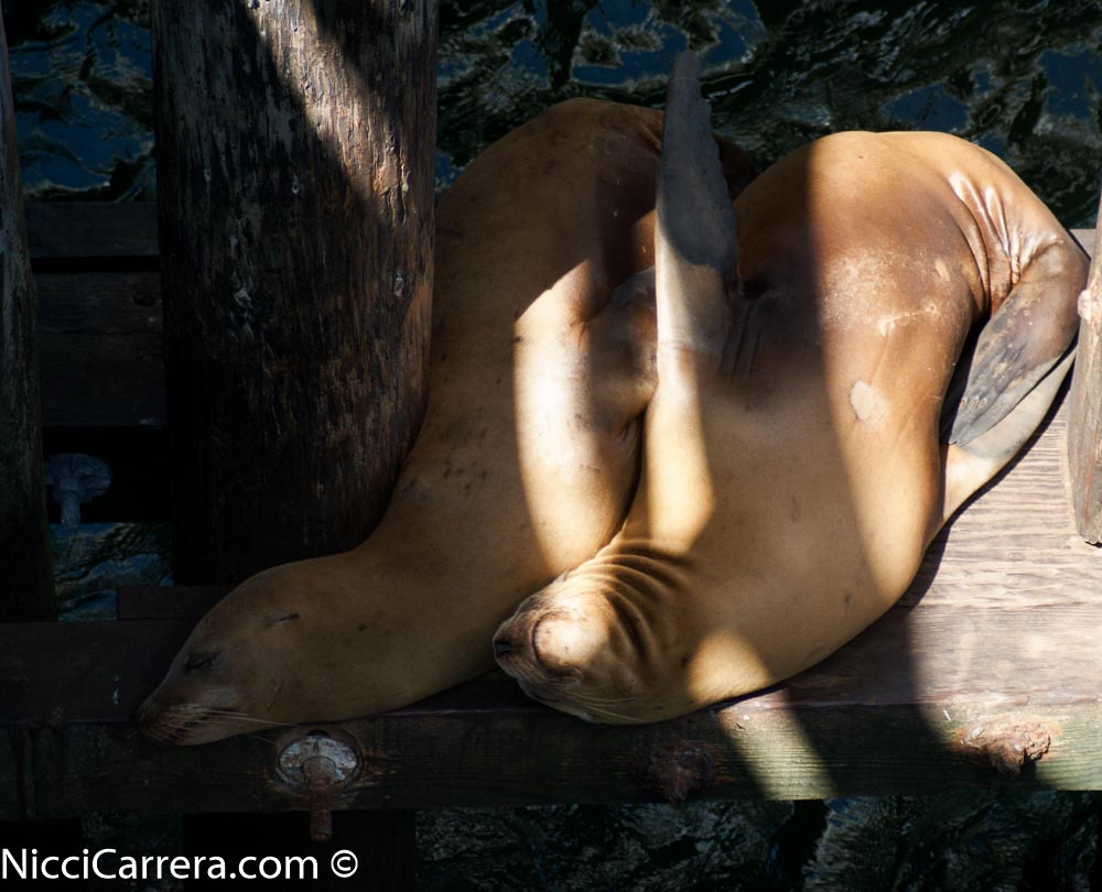 Sea lions of Santa Cruz (1 of 2)
