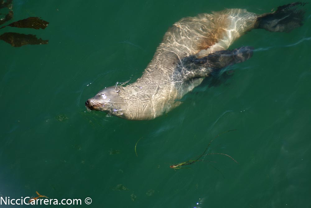 Sea lion in the water