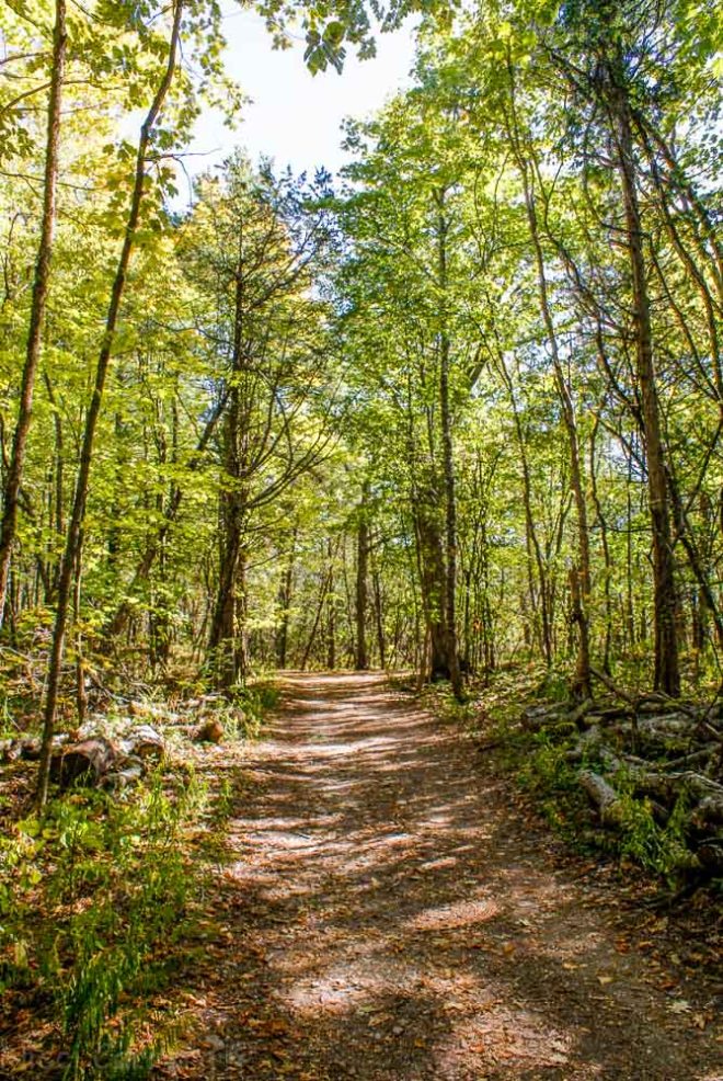 Forest trail in Red Rocks Park