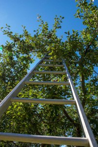Artsy apple picking ladder shot