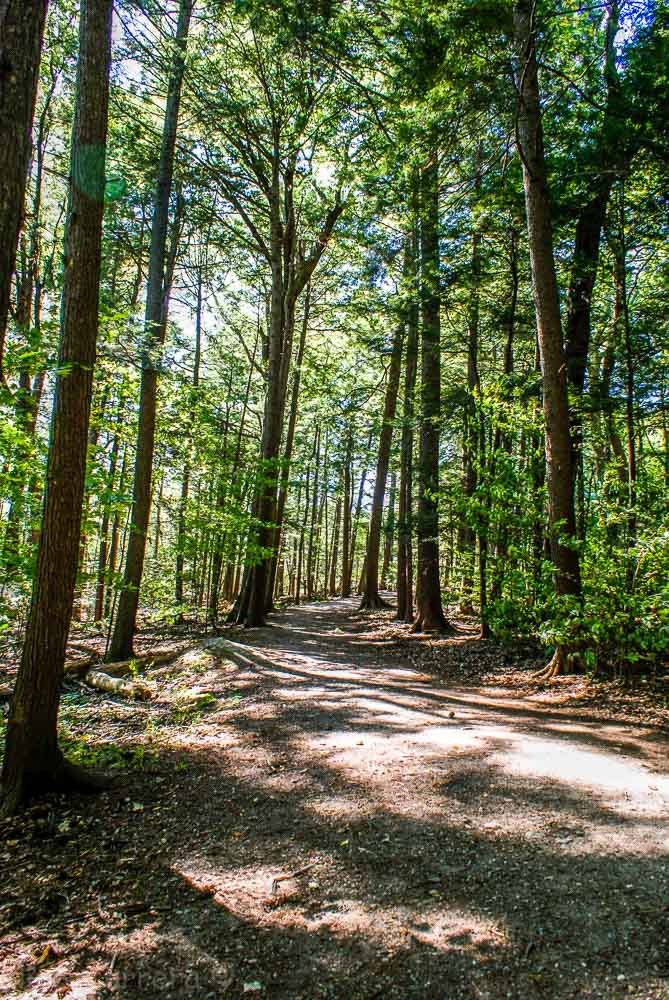 Forest trail at Red Rocks park