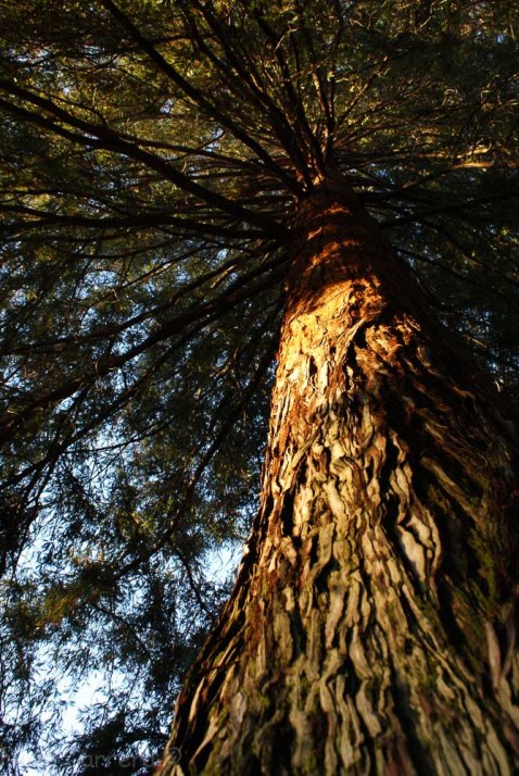 Redwood at first light