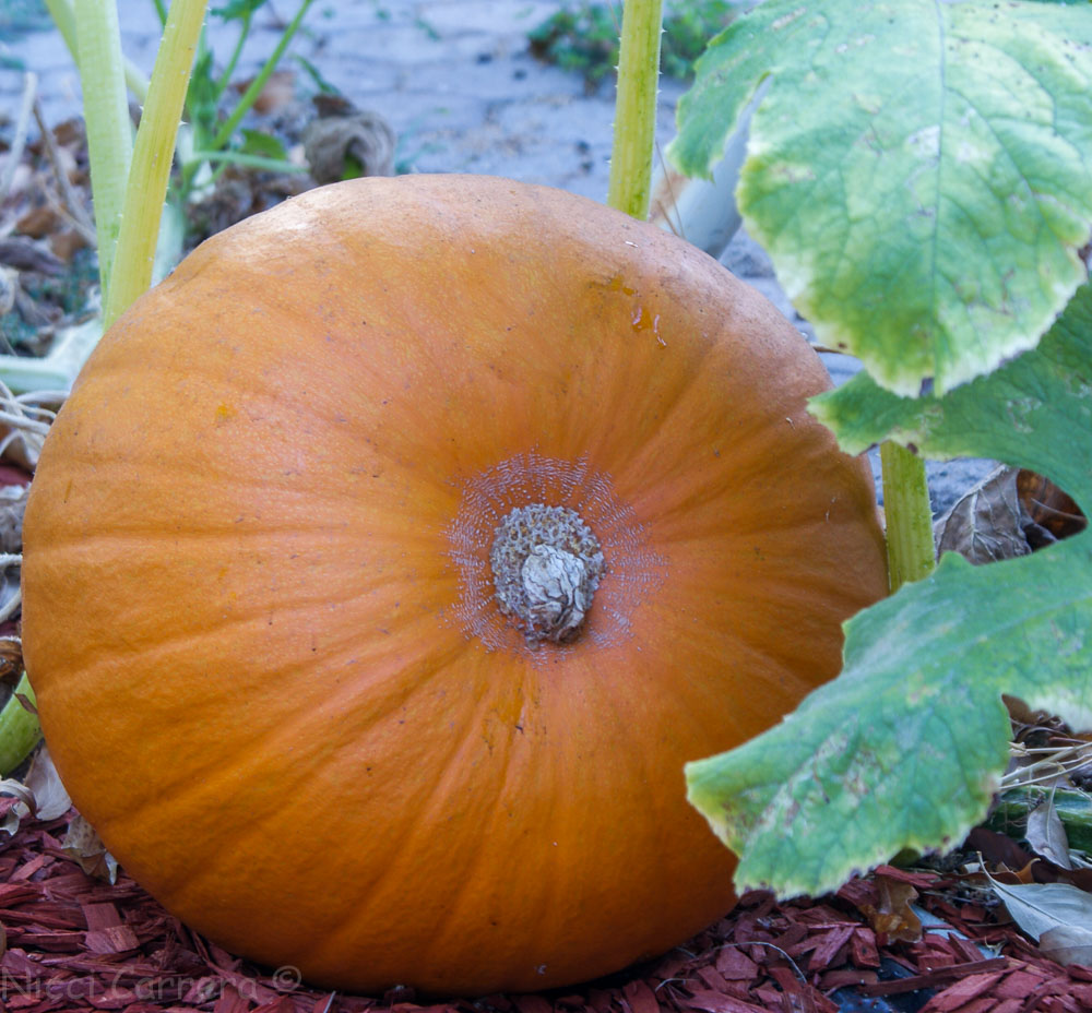 Big pumpkin