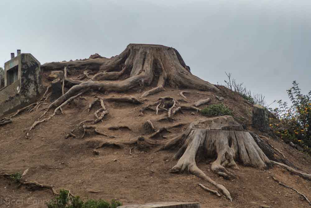 Roots in the Marin Headlands