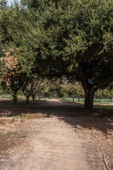 Heritage Lane Saratoga