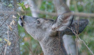 Doe eating, close up of her face