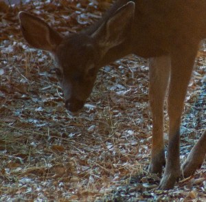 Fawn eating in Rancho San Antonio park