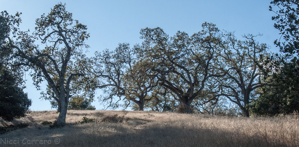 Oak trees with yellow grass on a hill
