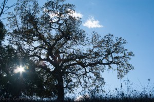 An oak in the sunlight