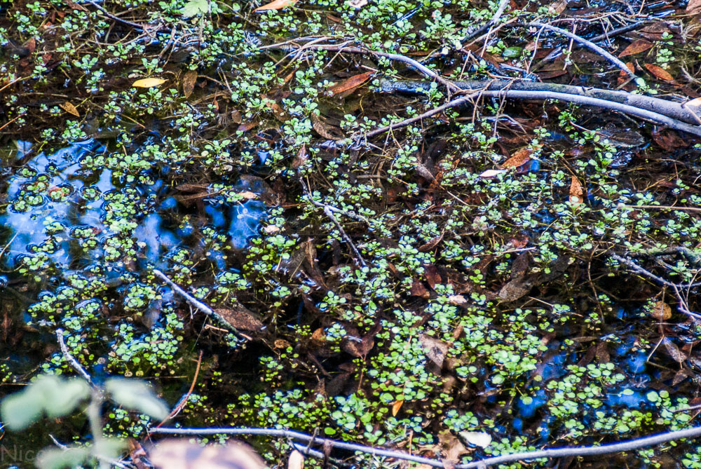 A bit of water in a creek in Rancho San Antonio Park, Cupertino