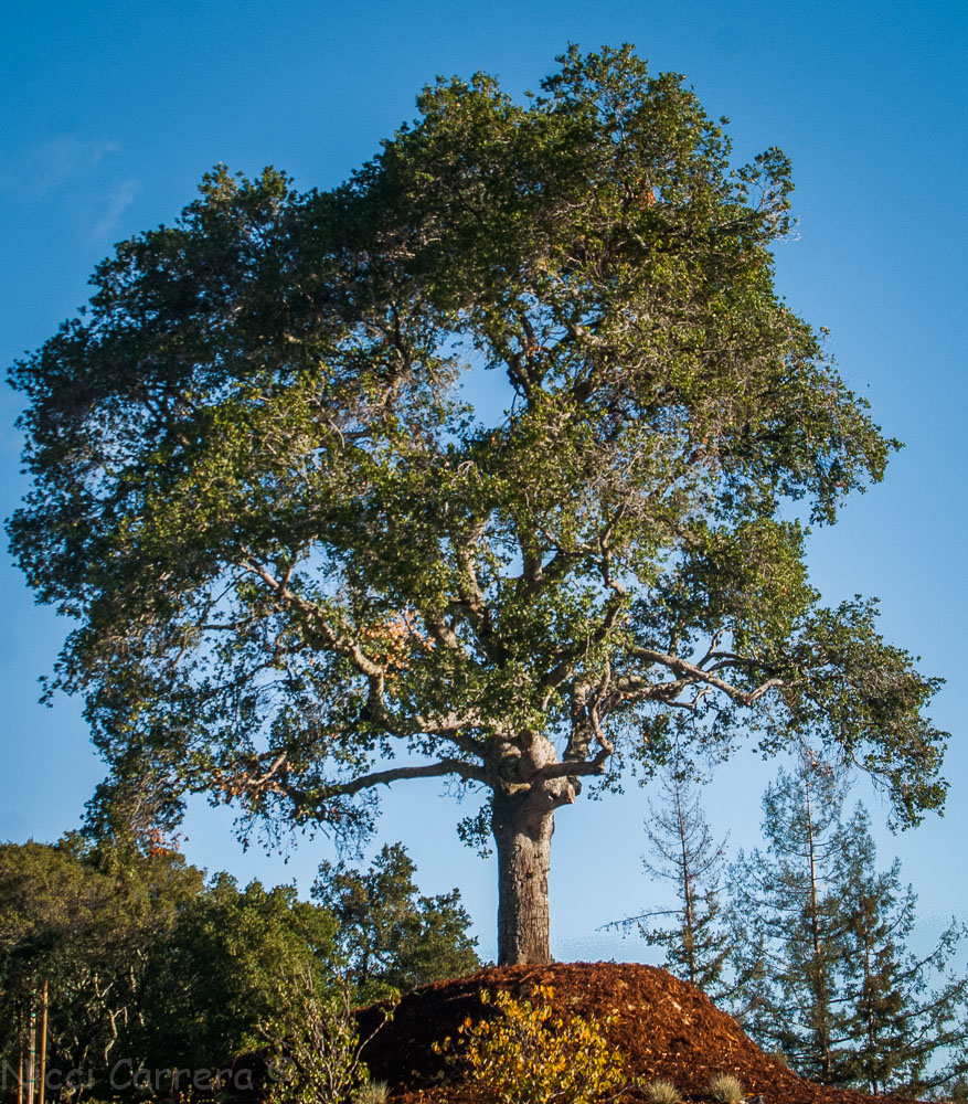 Oak tree