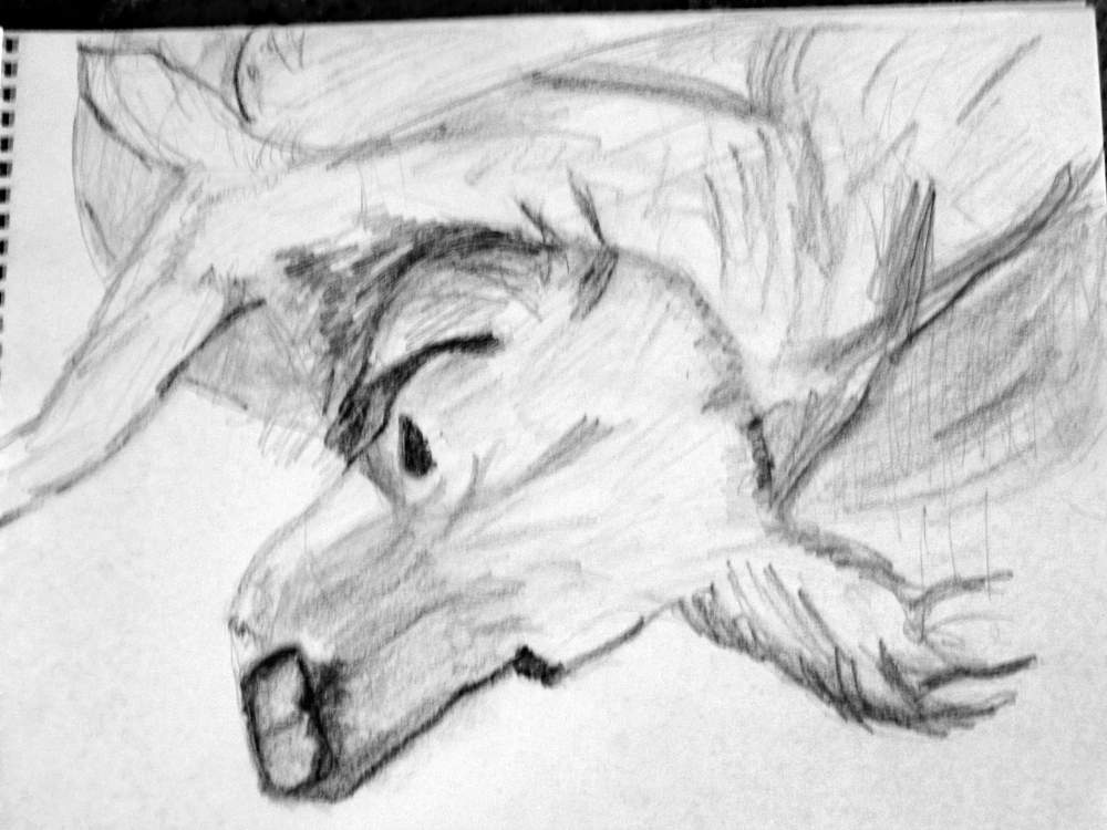 sleepy-dog_8555672556_o