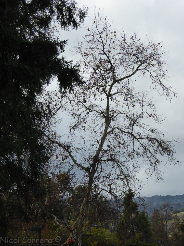 Rain in California-4