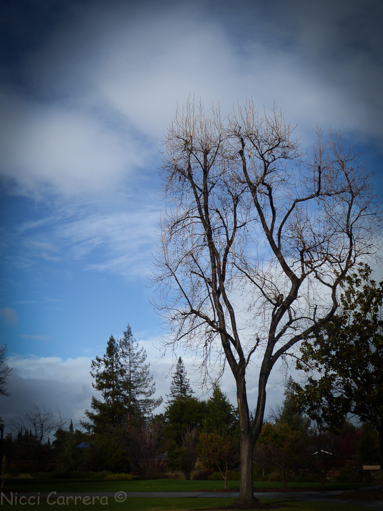 Rain in California-6