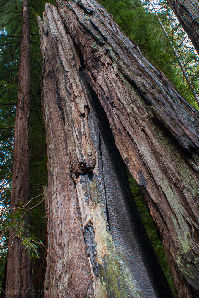 Tall redwoods-1