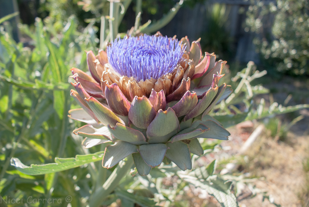 artichoke flowers-1