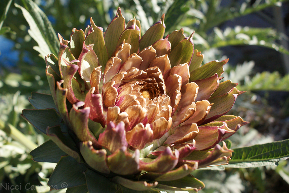 artichoke flowers-2