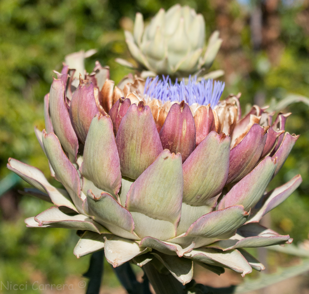 artichoke flowers-3