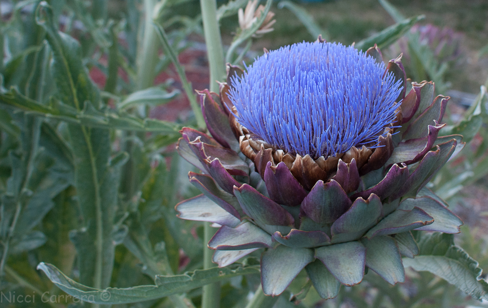 artichoke flowers-5