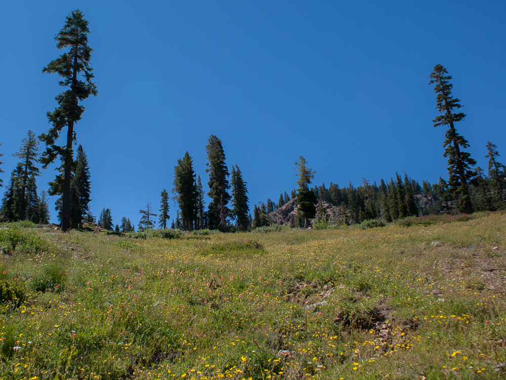 Sierra wildflowers-10