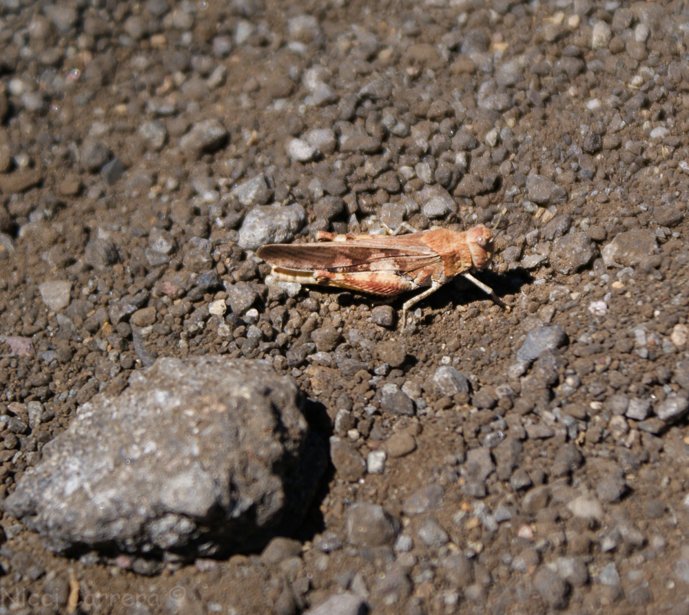 Sierra wildflowers-12