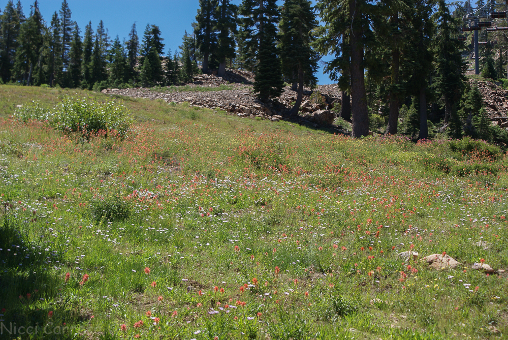 Sierra wildflowers-13