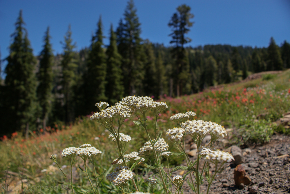 Sierra wildflowers-14