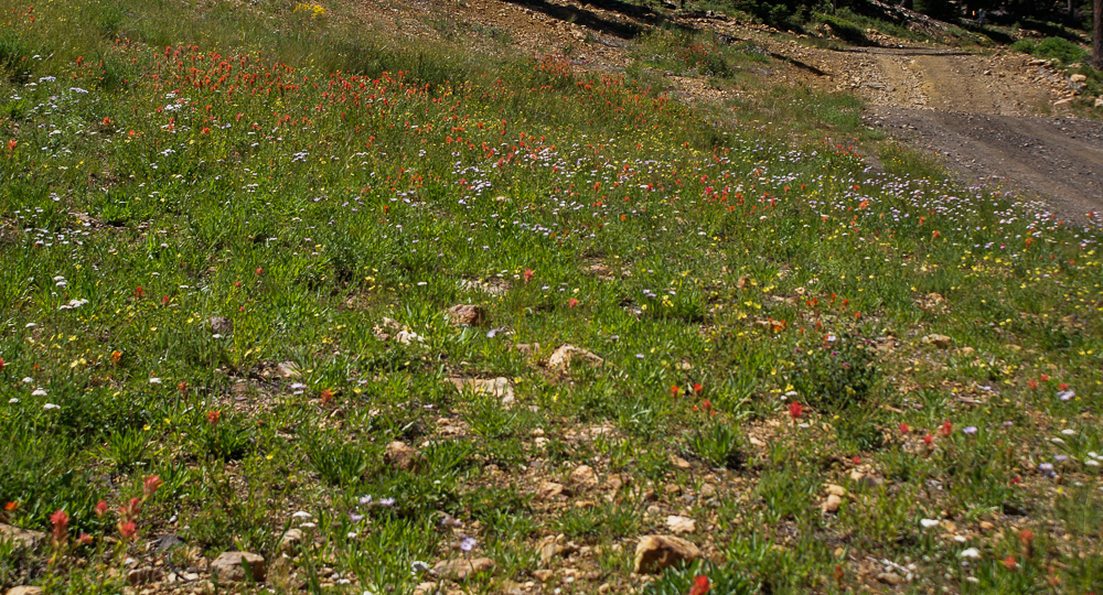Sierra wildflowers-15