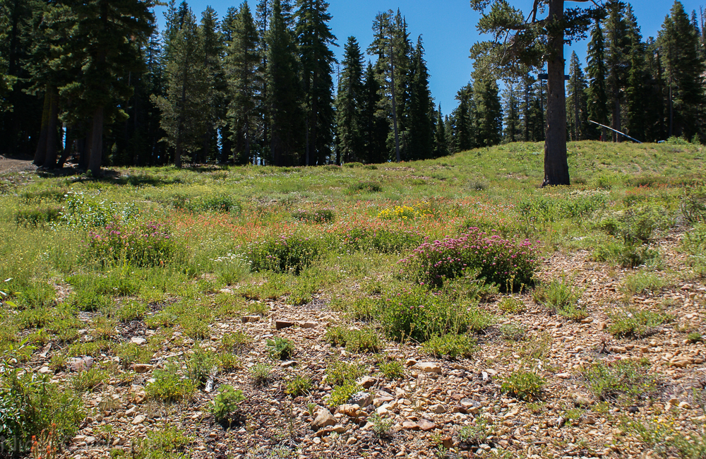 Sierra wildflowers-17