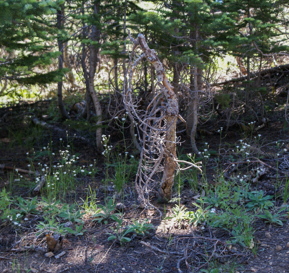 Sierra wildflowers-18