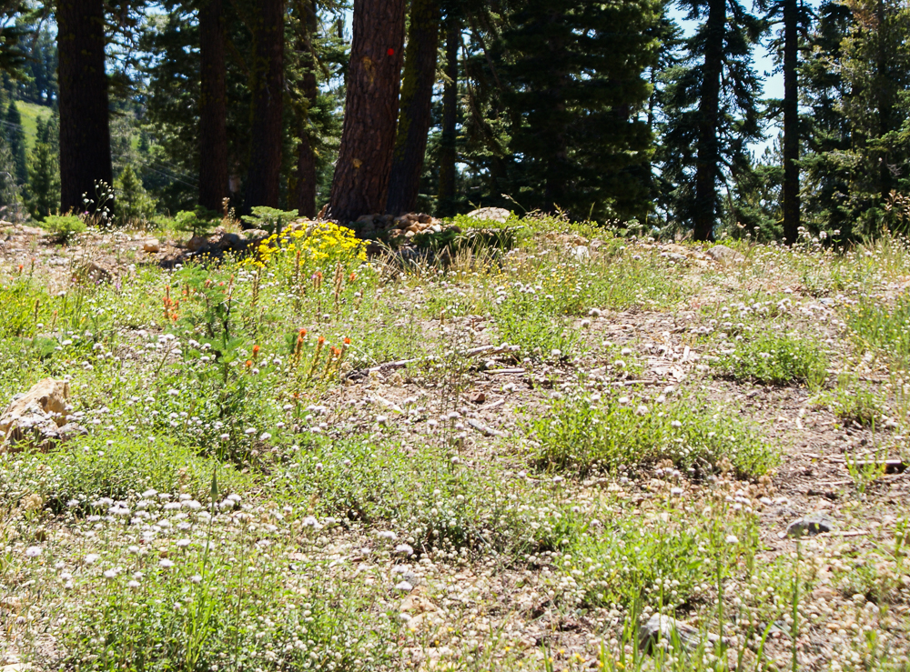Sierra wildflowers-19