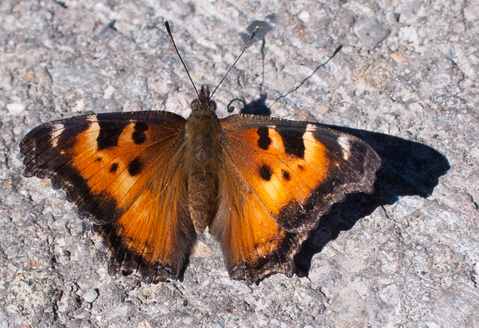 Sierra wildflowers-2