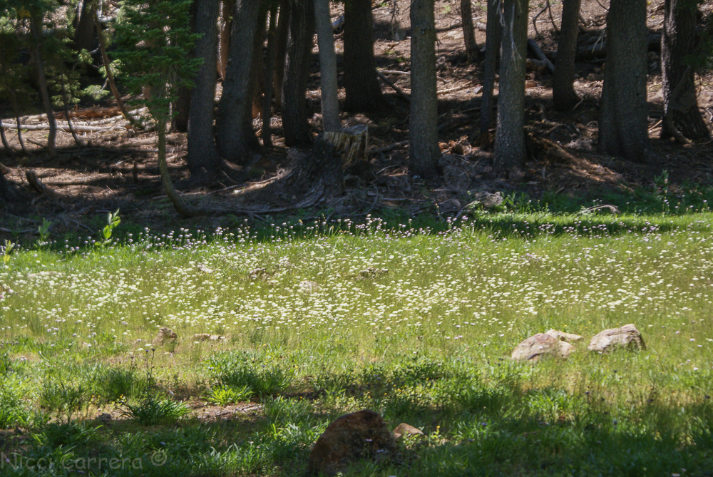 Sierra wildflowers-21