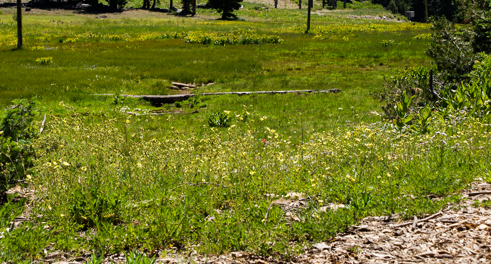 Sierra wildflowers-22