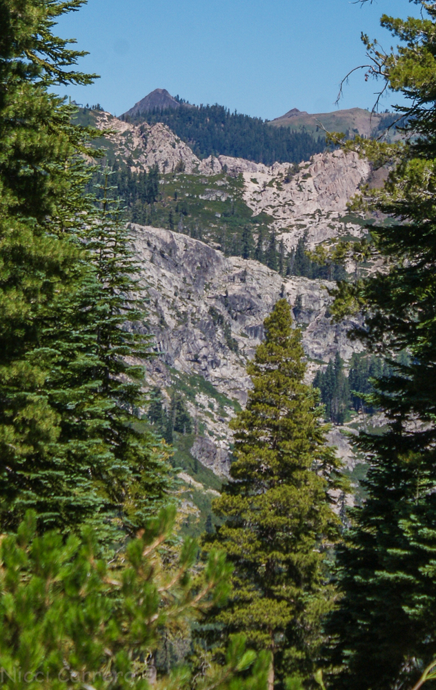 Sierra wildflowers-23