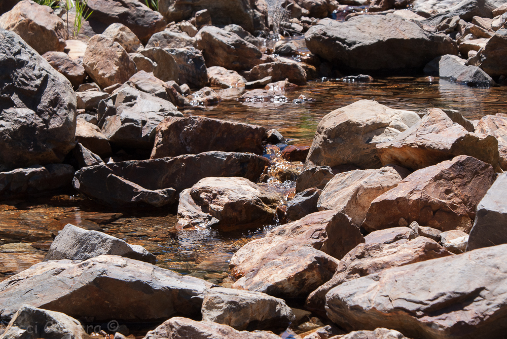 Sierra wildflowers-24