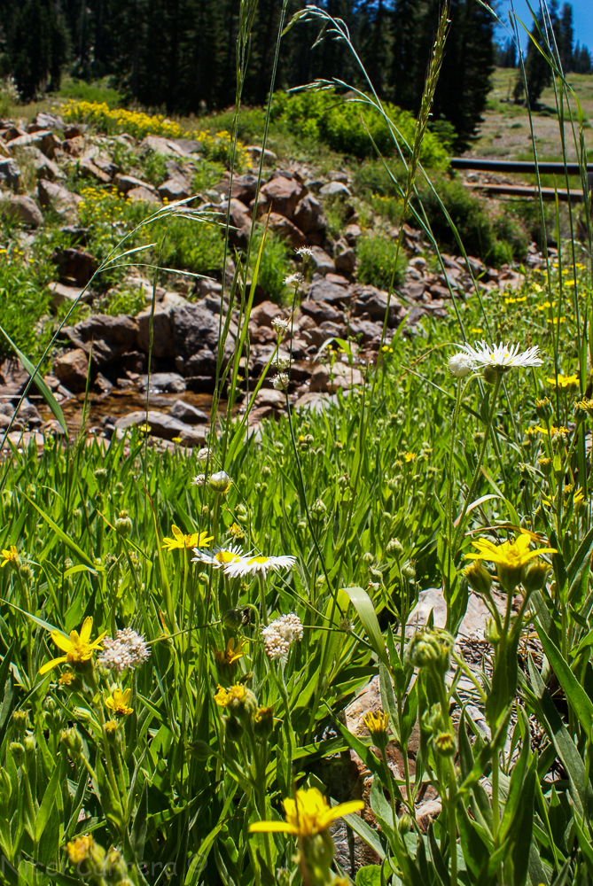 Sierra wildflowers-26