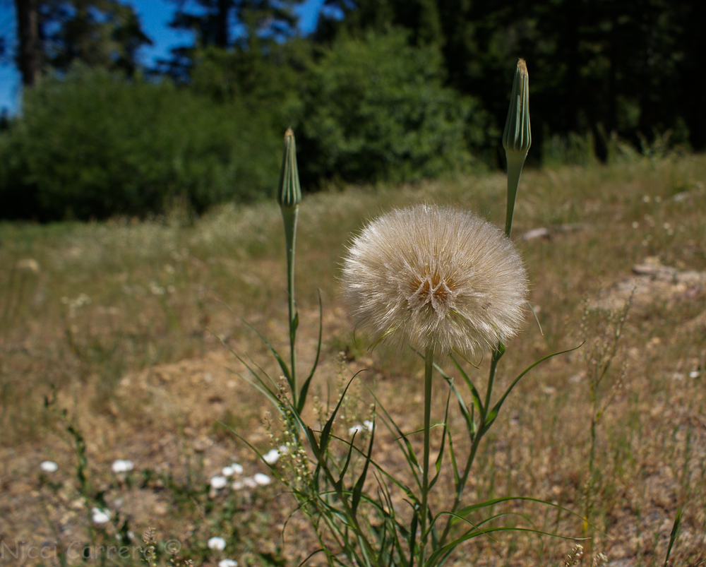 Sierra wildflowers-27