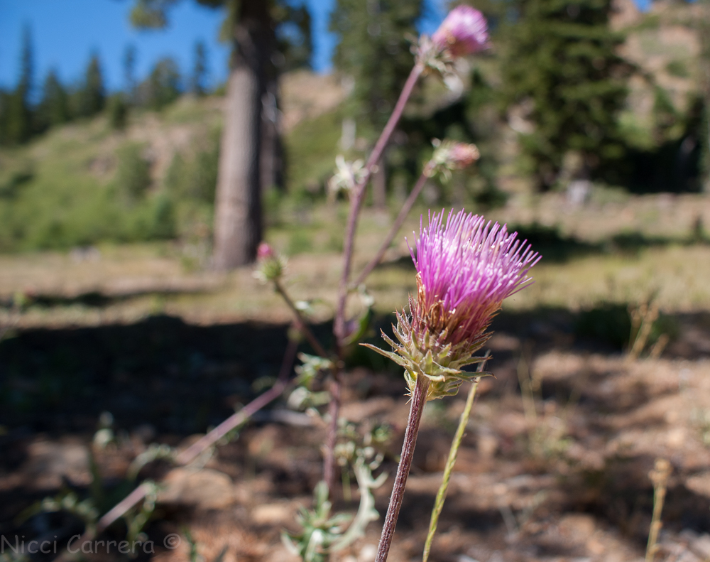 Sierra wildflowers-4