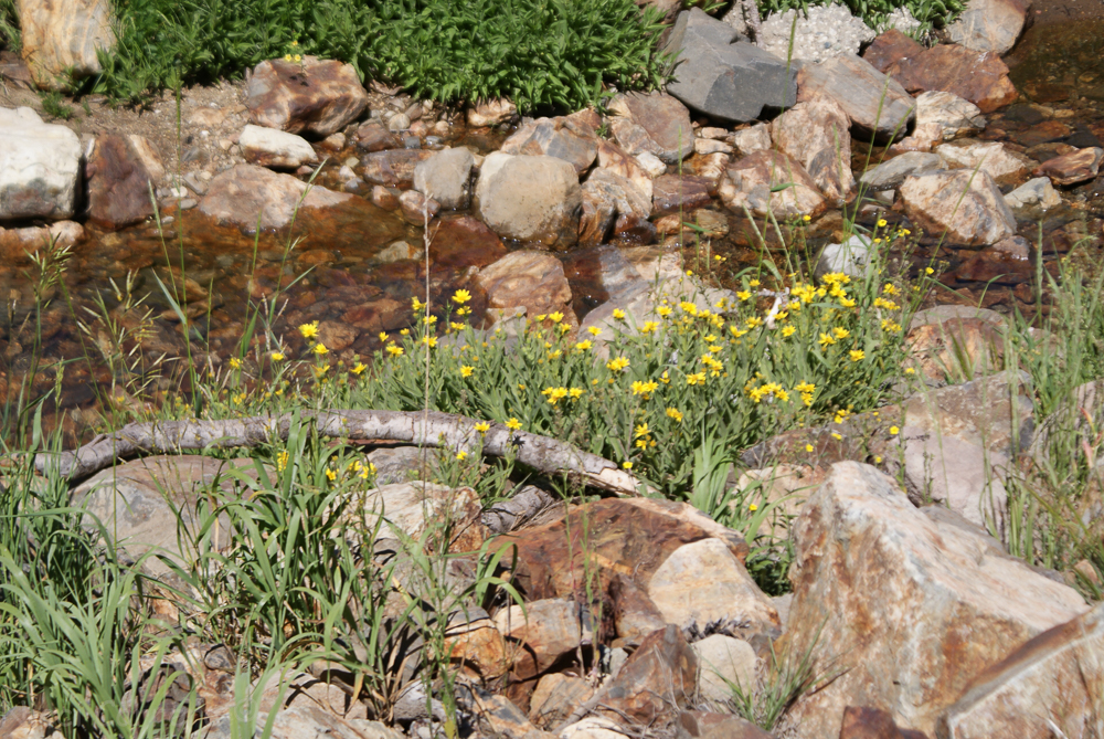 Sierra wildflowers-5