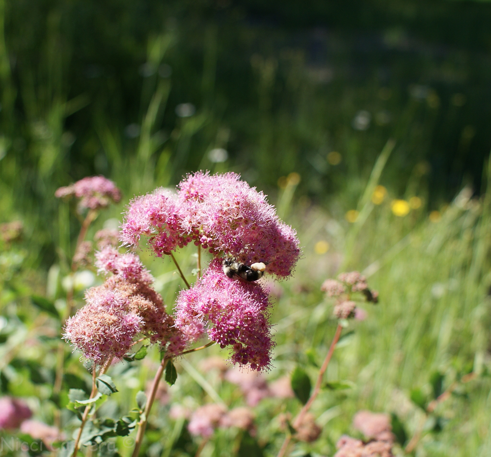 Sierra wildflowers-7