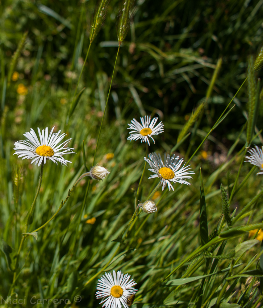Sierra wildflowers-8