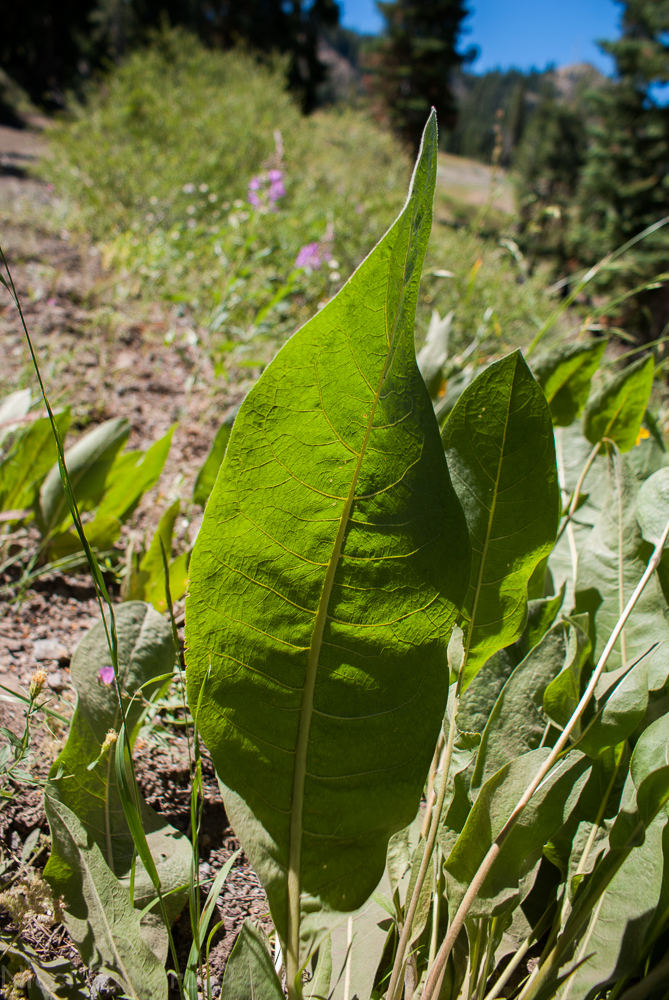 Sierra wildflowers-9