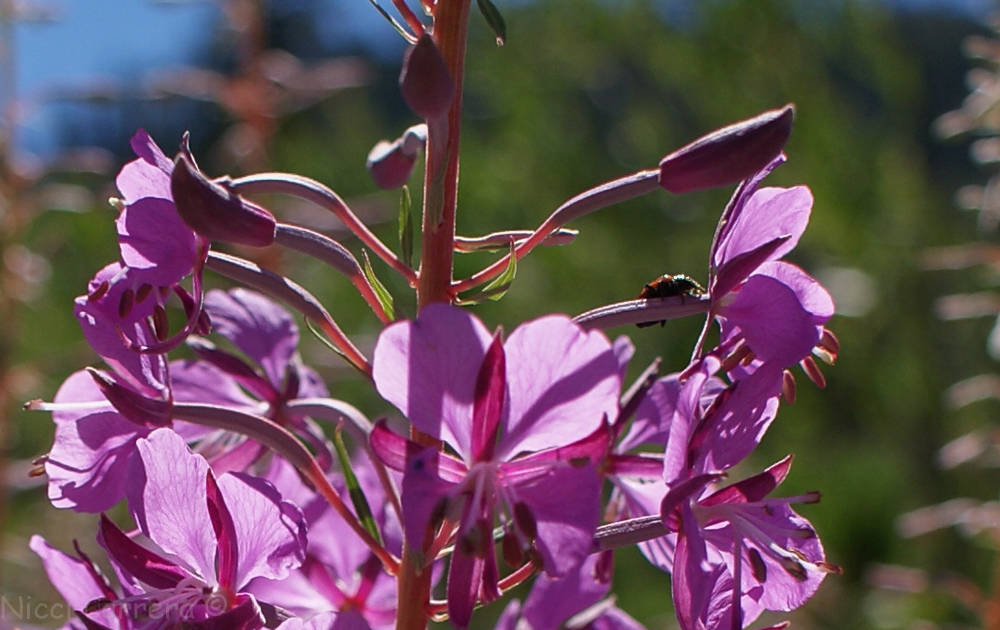 Sierra wildflowers