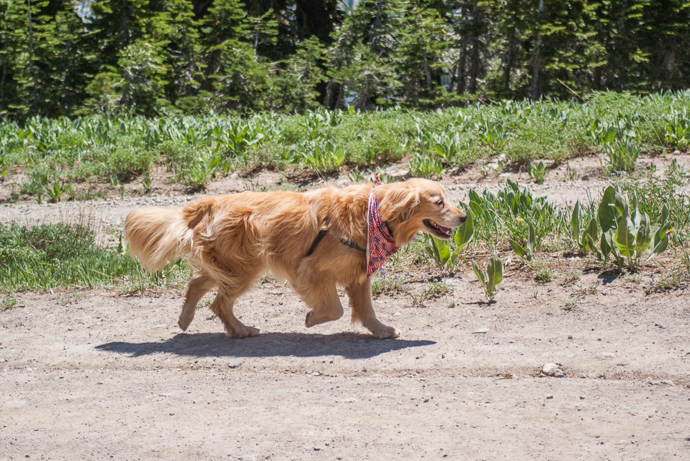 Squaw Valley July 2016-1