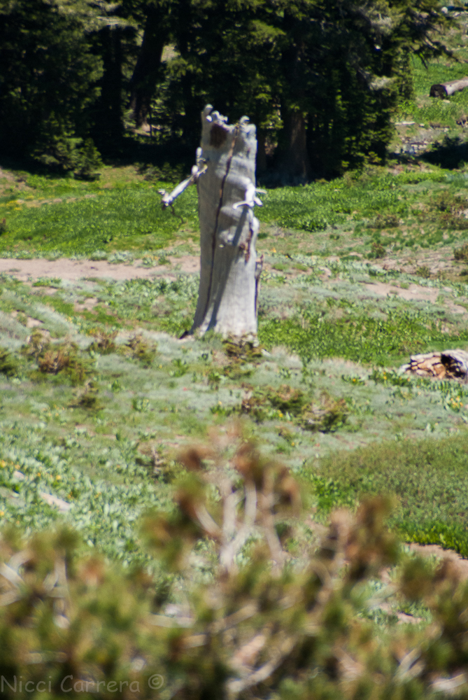 Squaw Valley July 2016-11