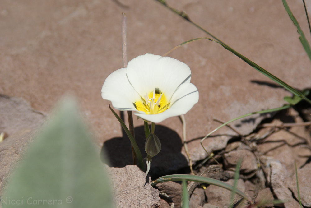Squaw Valley July 2016-15