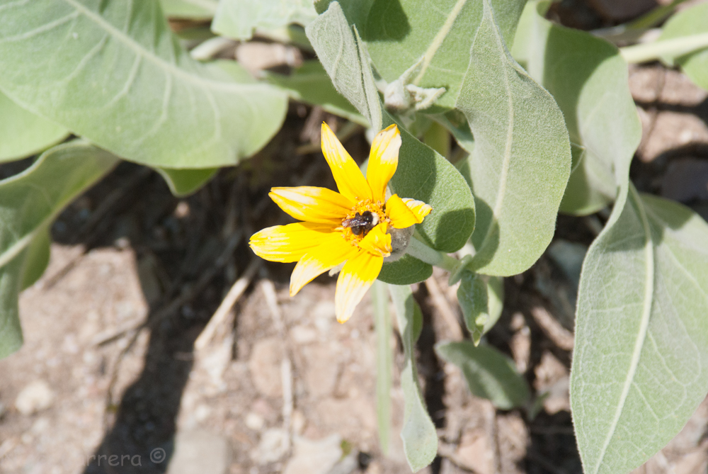 Squaw Valley July 2016-16