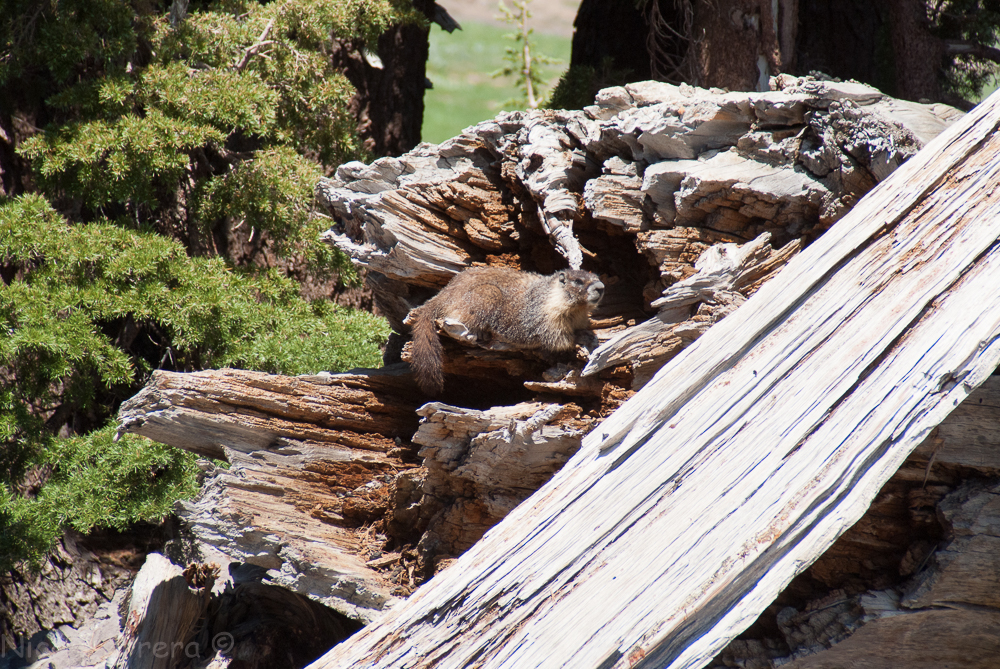 Squaw Valley July 2016-18