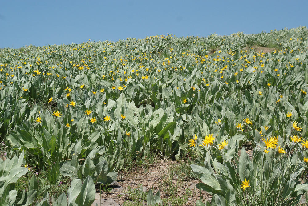 Squaw Valley July 2016-21